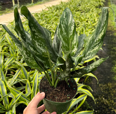 6" Aglaonema Shades